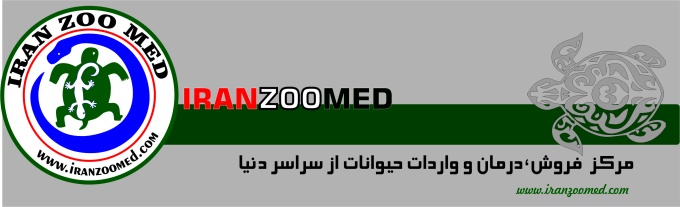فروش خرگوش لوپ